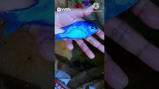 Malawi Blue Dolphin  Cyrtocara Moorii  Cichlid Breeding Farm [upl. by Nagel]