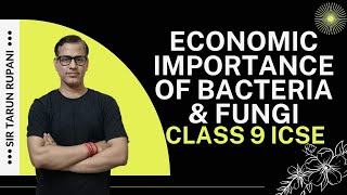 Economic Importance of Bacteria and Fungi ICSE Class 9  Bacteria and Fungi  sirtarunrupani [upl. by Naujak623]