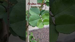 How To Grow amp Propagate Arabian Wax IvyCissus Rotundifolia Care aadishkiduniya shorts [upl. by Araeic]