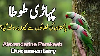 Wild Raw Parrot  Info and Status of Wild Alexandrine Parakeet in Pakistan  Wildlife of Pakistan [upl. by Pangaro456]