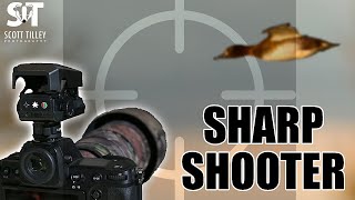 Is This the Best Budget Dot Sight for Bird Photography [upl. by Fahland503]