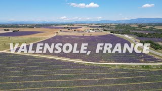 Lavender Fields by Drone Valensole France [upl. by Philis]