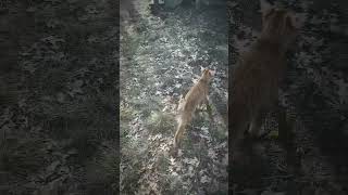 Tiggers first time outside he was smelling stuff and just walking around😻orangecatoutside nature [upl. by Dulciana418]