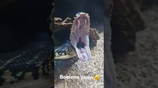 Boelens Python Yawning 🥱 snake bite teeth reptiles animals [upl. by Anirbaz]