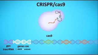CRISPRcas Conceptos Básicos [upl. by Solegna]