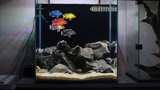 ASMR African Cichlids Tank Setup  LAKE MALAWI BIOTOPE African Cichlid Aquarium [upl. by Annala520]