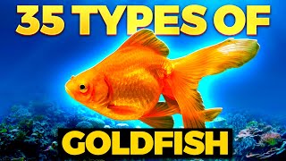 The 35 BEST Types of Goldfish [upl. by Aneer]