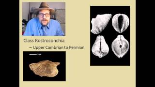 What are the major groups of fossil Molluscs [upl. by Euphemie]