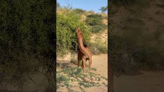 camel africansafari safarisightings wildlife safaritour travelcamel nature camelcamelcamel [upl. by Llenwahs]