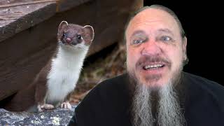 Dad Joke of the Day 1362 Weasel Vs Stoat [upl. by Heringer]