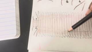 Drawing Arthropleura armata [upl. by Areikahs]