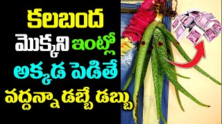 కలబంద మొక్కను ఇంట్లో అక్కడ పెడితే ధనవంతులు అవ్వడం ఖాయం  Benefits and Uses of Aloe Vera KSKHome [upl. by Attenrev]