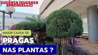 EUGÊNIA Eugenia sprengelli Dicas de Cultivo plantas [upl. by Grim858]