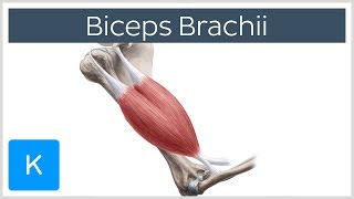 Biceps Brachii Muscle Overview and Action  Human Anatomy  Kenhub [upl. by Lazos640]