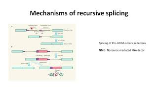 Splicing of mRNA Mechanism of Recursive splicing Code 218 [upl. by Lambertson]