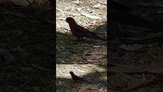 SPOTTED Crimson rosella [upl. by Ayanet860]