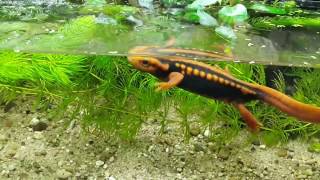 Crocodile newt Крокодиловый тритон Krokodilmolch alievlady newt molch тритон [upl. by Tab]