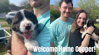 BRINGING HOME OUR NEW BORDER COLLIE PUPPY  PUPPY MEETS CATS [upl. by Syla]