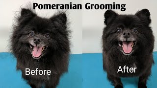 Pomeranian Grooming [upl. by Ayota]