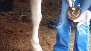 How to Trim Horse Hooves Basic Trim [upl. by Nahgen]