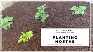 Planting HostasFall GardeningPerennial PlantsFall Garden Tips [upl. by Llekcir]