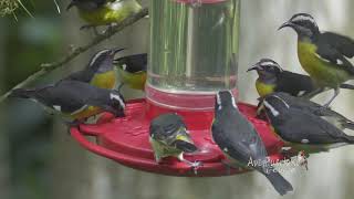 REINITA COMÚN comiendo BANANAQUIT Coereba flaveola portoricensis SUBESPECIE de Puerto Rico [upl. by Armand]