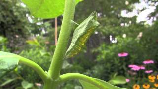 Life Story of the Black Swallowtail Butterfly TRAILER [upl. by Piotr]