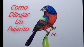 como dibujar un pajarito con lápices de colores prismacolor premierdibujo [upl. by Everest151]