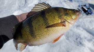 Jumbo North Dakota Perch [upl. by Madelle]