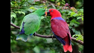 Mating parrots [upl. by Ifen]