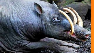 Os Dentes Desse Animal Cresce até Perfurar o seu Crânio [upl. by Rowe]