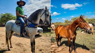 FEIRA DE CAVALO DE ALTINHO CAVAALOS A TOPS POR 6 MIL REAIS [upl. by Nidnerb]