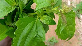 CHROMOLAENA ODORATA Leaf Tea Benefits [upl. by Dinerman759]