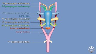 Animation of Pharyngeal Arch Arteries Development [upl. by Roath]