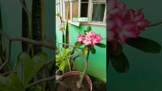 DWARF KALACHUCHI PLANTS plants flowers [upl. by Yllas523]