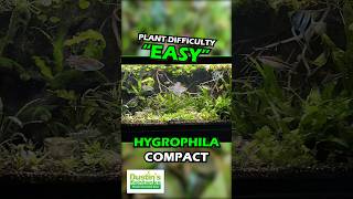 HYGROPHILA CORYMBOSA ‘COMPACTA’ SUPER EASY LOW LIGHT FOREGROUND AQUARIUM PLANT For Sale [upl. by Searby]