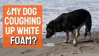 WHY is my DOG coughing up WHITE FOAM🐶 [upl. by Brawley]