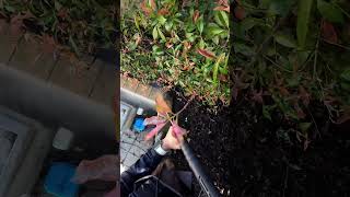 Pressure washing in Jerrabomberra NSW [upl. by Eisyak560]