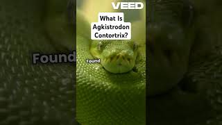 What is Agkistrodon Contortrix facts animals wildlife [upl. by Wenoa]