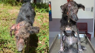 A stray dog survived the most severe case of mange the rescuers had seen in their lives [upl. by Marleen]