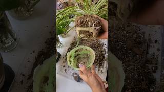 Spider plant soil mix and repotting gardeningvideos gardening [upl. by Yellac]