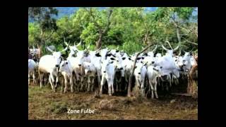 fulbe laide sudan [upl. by Mellette]