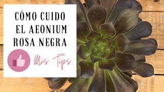 Cómo cuidar Aeonium Arboreum o Rosa Negra 🏶 Mis Tips para Cuiarlo y Propagarlo 🏶 [upl. by Cloris]