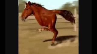 LOL Horse [upl. by Clementina723]