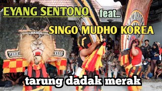 TARUNG DADAK MERAKKEKUATAN PEMBARONG EYANG SENTONO VS SINGO MUDHO KOREA [upl. by Calie154]