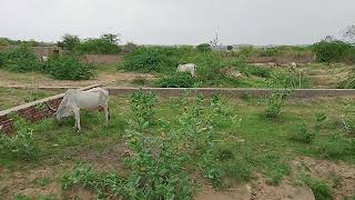 tharparkar cow dairy farm tharparkar cow mandi cowlover cow [upl. by Yehudit]