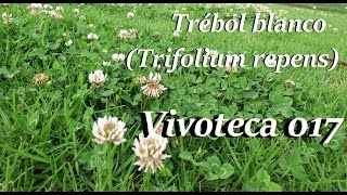 Vivoteca 17 Trébol blanco Trifolium repens [upl. by Mahon934]