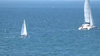 Catamaran VS Optimist Laser or Lightning Race which is faster [upl. by Kurtz645]