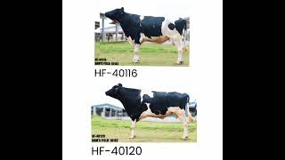 HF 40116 VS 40120 BULL🐄कौन सा BULL है ज़ायदा अच्छा 🐄COMPLETE DETAILSbull nddb bullsemen [upl. by Olegnaid114]