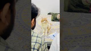 Billu is very clever😱🤣catcomedy cat billucat sajidcat comedy billicomedy funny catlover [upl. by Sanyu743]